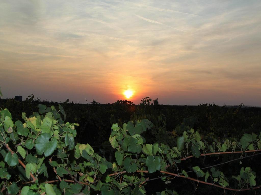 Vinski Dvor Palić Buitenkant foto